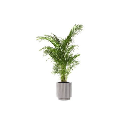 Areca Palm (Demo)