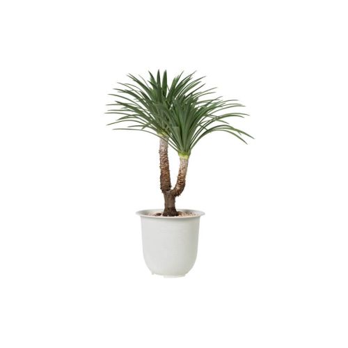 Dracaena Marginata (Demo)