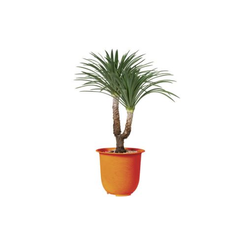 Dracaena Marginata (Demo)