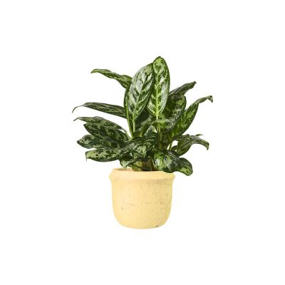 Aglaonema Key Lime (Demo)