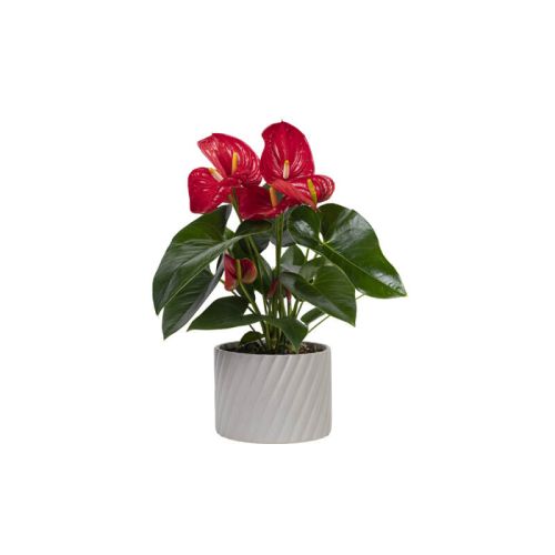 Anthurium Red (Demo)