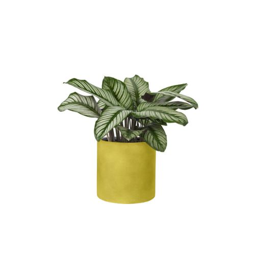 Calathea plant (Demo)