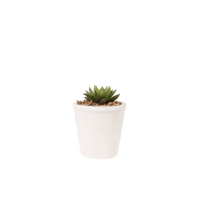 succulents-5 (Demo)