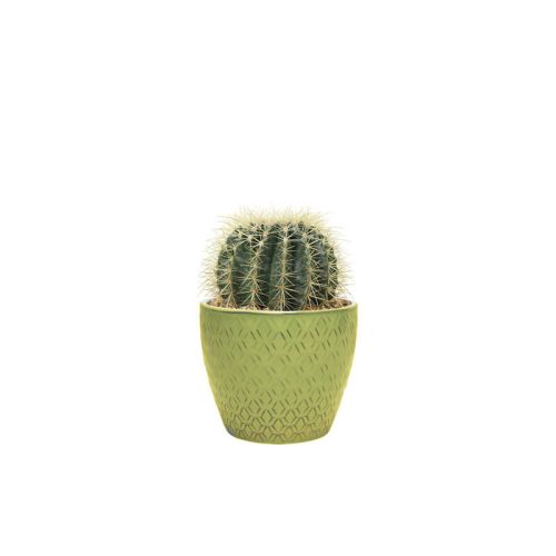 Echinocactus small (Demo)