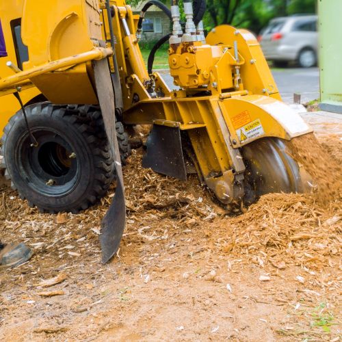 Man cuts a fallen tree stump grinder in action